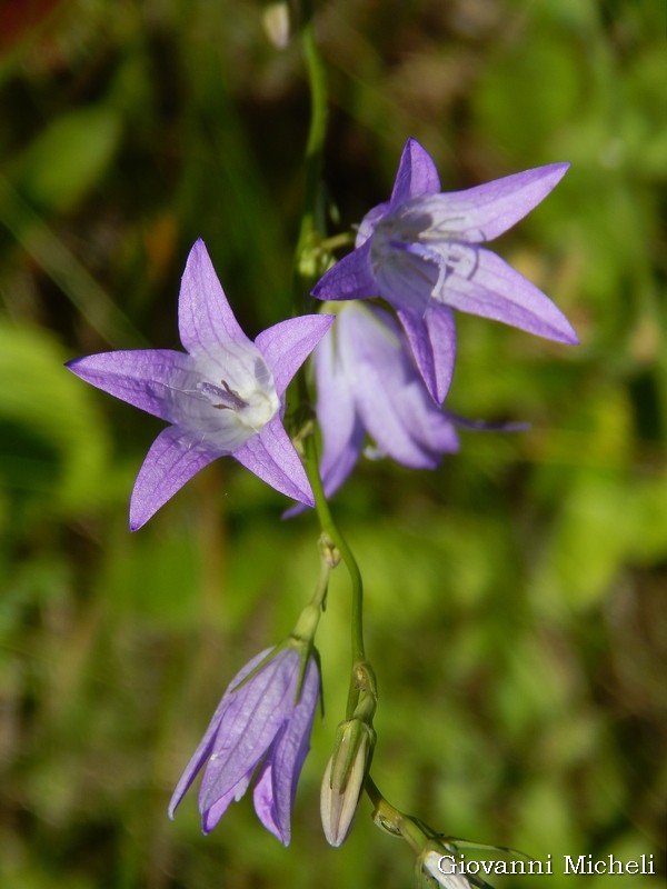 Campanula?  S, Campanula rapunculus